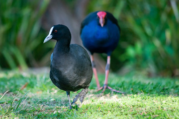 Australian Coot - Purple Swamphen