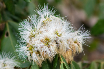 Inga flower (shimbillo) in the garden