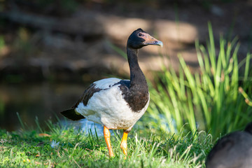 Oca garsera - Australia