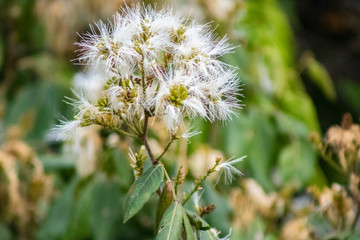 Inga flower (shimbillo) in the garden