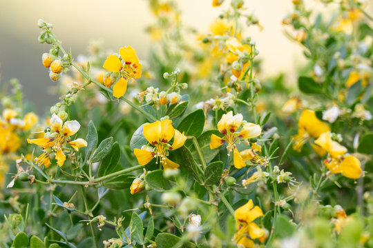 Wild Yellow Fynbos Flowers, South Africa, Western Cape