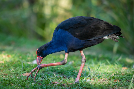 Purple Swamphen