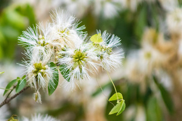 Inga flower (shimbillo) in the garden
