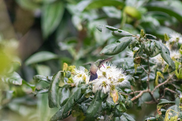 White-chinned Sapphire (beija-flor-roxo). Hylocharis cyanus. Seeking the nectar of flowers.
