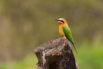 White fronted bee-eater