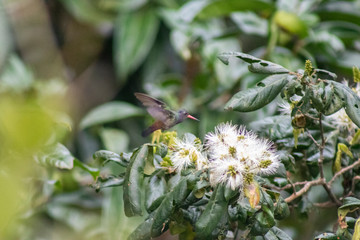 White-chinned Sapphire (beija-flor-roxo). Hylocharis cyanus. Seeking the nectar of flowers.