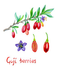 Goji berries (Lýcium bárbaru) on a branch, individual berries and flowers, watercolor illustration with the inscription, botanical drawing.