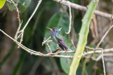 White-chinned Sapphire (beija-flor-roxo). Hylocharis cyanus. On the branch.