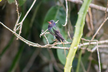 White-chinned Sapphire (beija-flor-roxo). Hylocharis cyanus. On the branch.