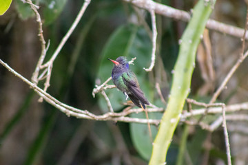 Obraz premium White-chinned Sapphire (beija-flor-roxo). Hylocharis cyanus. On the branch.