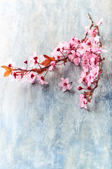 Spring flowers on rustic wooden background. Copy space. 
