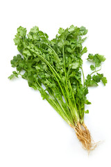 Bunch of fresh coriander leaves isolated on white background