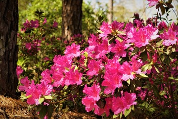 Fototapeta na wymiar Purple Azalea flower bush blooming in the garden background, Springtime in GA USA.