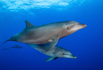 Fototapeta na wymiar dolphins underwater