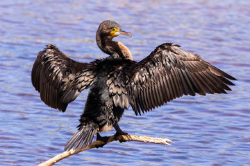 African darter bird drying in the sun after hunting fish.