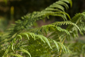 close up of eagle fern leaf
