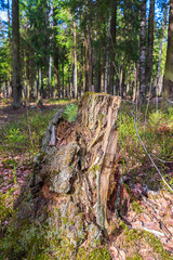 The old stump felled for a long time stands in the middle of the forest. A felled tree in the woods.