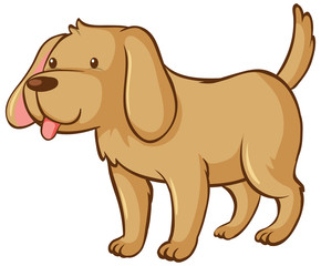 One brown dog on white background