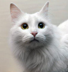 Portrait of a white cat on a beige background.