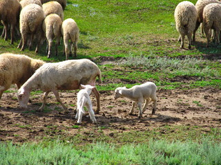 Young lambs grazing on the green meadow. Crimean peninsula.