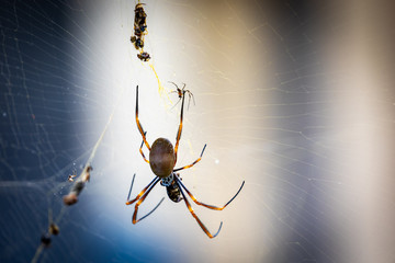 A Spider Waits Patiently For Lunch