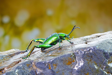 Beetle : Big-legged or Frog-legged leaf beetle(Sagra femorata). Metallic green color beetles in tropical rainforest of Thailand. Selective focus with blurred nature background.