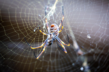 A Spider Sits on a Web