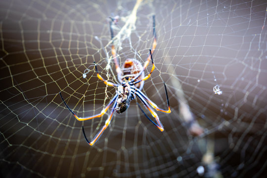 Spider spinning deals