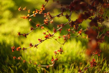 Barberry bush with small red leaves grows in a vivid spring garden.