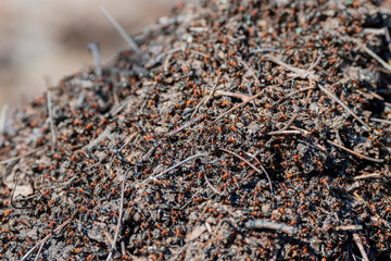 Anthill in the forest. Red forest ant