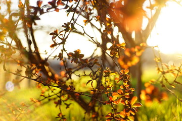 Barberry bush with small red leaves grows in a spring garden.