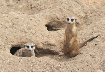 cute meerkat ( Suricata suricatta )