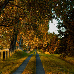 Naklejka premium autumn in the park
