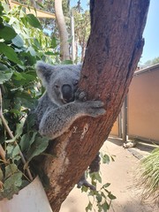 Koala hugging tree