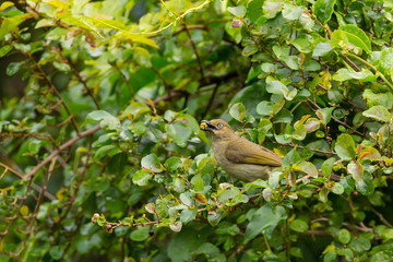 Sombre Greenbull bird eating wild fruit