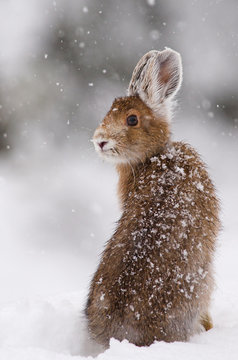 Li&egrave;vre d'Am&eacute;rique