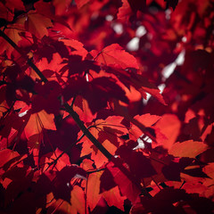 Autumn Leaves - Bright, Victoria