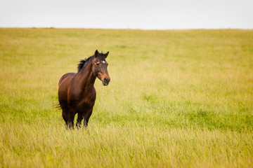 Lone horse in the field