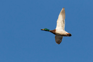 Mallard ducks in spring