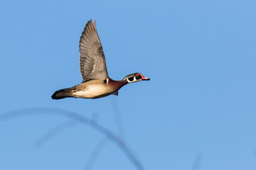 Wood duck male in flight