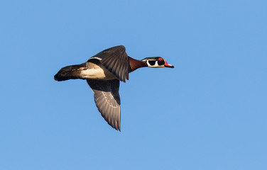 Wood duck male in flight