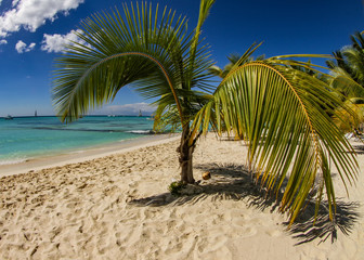 Obraz premium Amazing Beach View From Saona Island