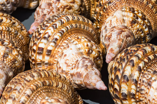Shells for sale at market
