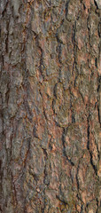 Close view of a pine trunk. Texture of pine bark.