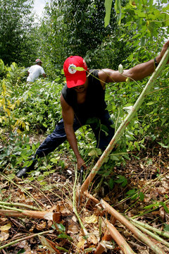 MST Destroys Eucalyptus Plantation