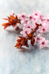 Fototapeta premium Spring flowers on rustic wooden background. Copy space. 