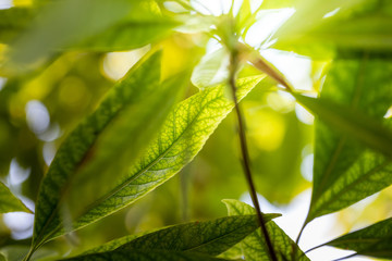 Obraz premium Close Up green leaf under sunlight in the garden. Natural background with copy space.