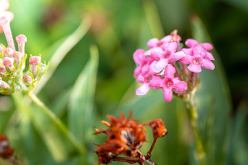 The background image of the colorful flowers