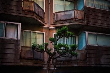 Bonsai tree in front of concrete building