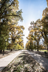 park with trees and path in sunshine